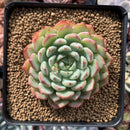 Echeveria Agavoides 'Aaron' 4" Succulent Plant