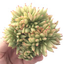 Echeveria Agavoides Crested 5" Succulent Plant