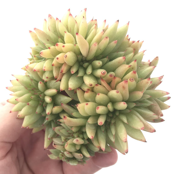 Echeveria Agavoides Crested 5" Succulent Plant