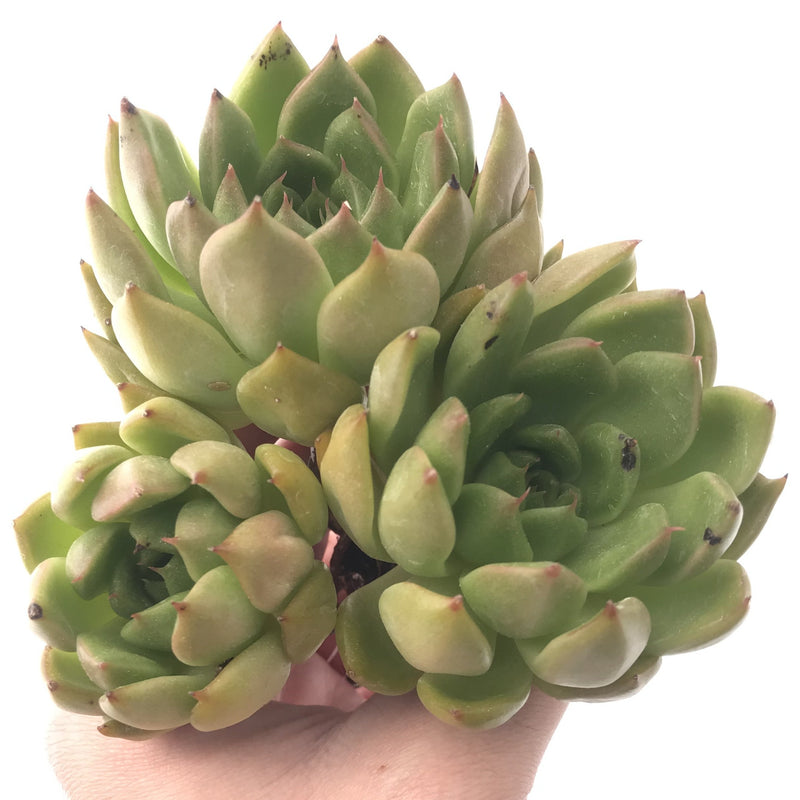 Echeveria Agavoides sp. Cluster 5" Succulent Plant