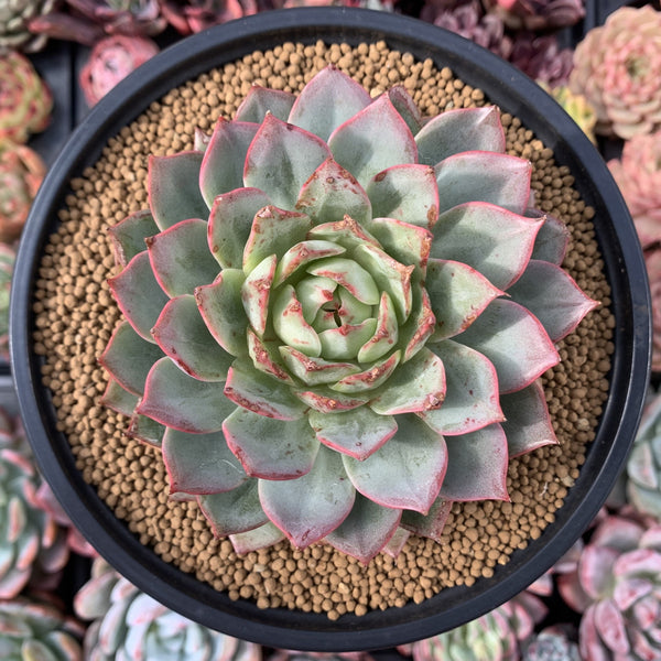 Echeveria sp. 5" Succulent Plant