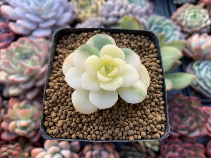 Echeveria 'Nicksana' Highly Variegated 2" Succulent Plant