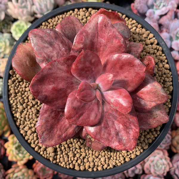 Echeveria 'Diamond State' Variegated 4" Succulent Plant