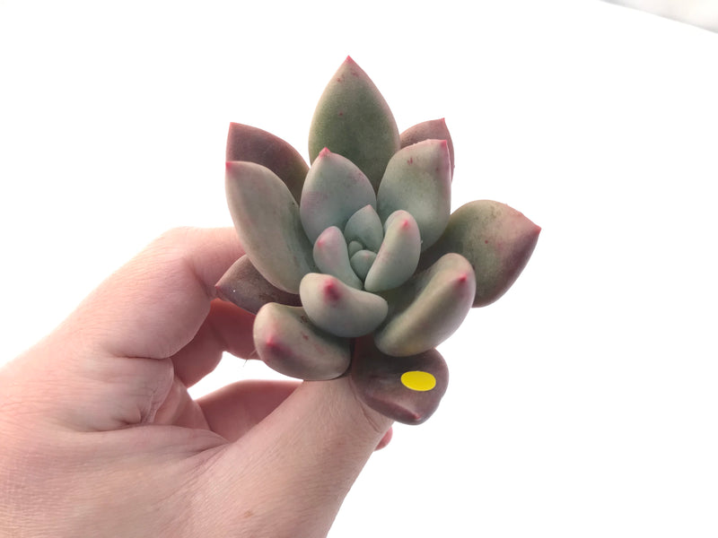 Graptoveria 'Ruby Donna' 2" Succulent Plant