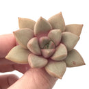 Echeveria 'Angel Star' 1"-2” Rare Succulent Plant