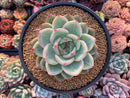 Echeveria Agavoides 'Shallot' 4"-5" Succulent Plant