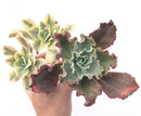 Echeveria 'Japan Moon River' Variegated Cluster 8" Succulent Plant