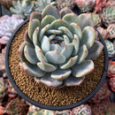 Echeveria 'Orange Monroe' 4”-5" Powdery Succulent Plant