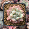 Pachyveria 'Crown Ball' 1" Succulent Plant