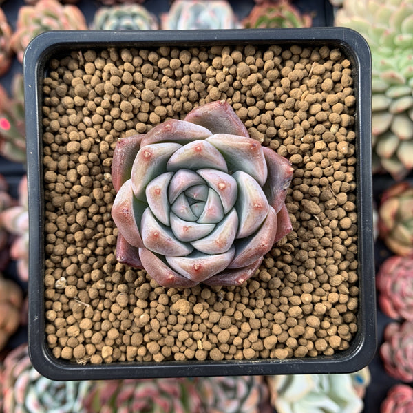 Echeveria 'Ice-burg' 2" Powdery Succulent Plant