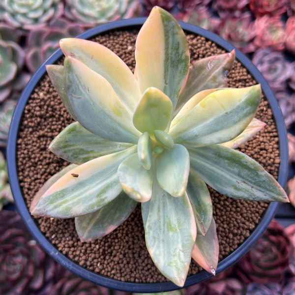 Pachyveria 'Cypress' Variegated 4" Succulent Plant