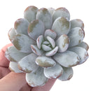 Echeveria 'Laui' 3" Powdery Succulent Plant