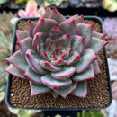 Echeveria 'Red Dragon' 2"-3" Succulent Plant