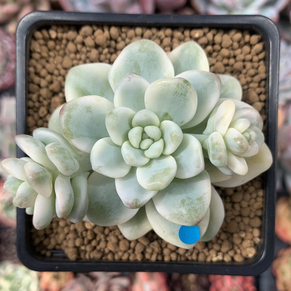 Sedum 'Clavatum' Variegated 3" Succulent Plant