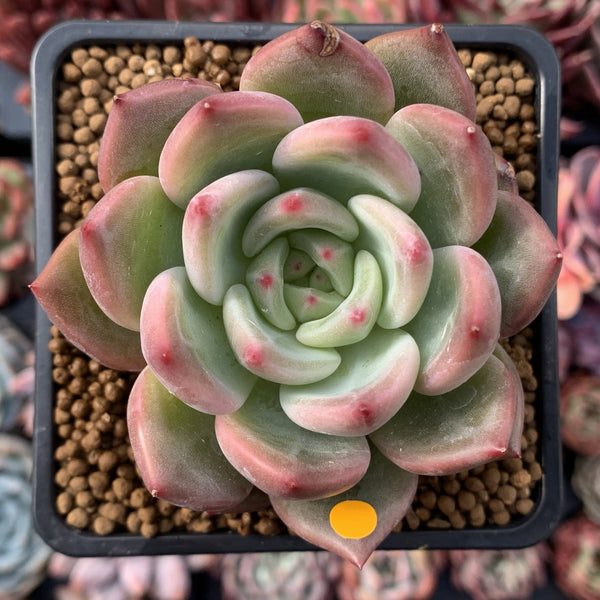 Echeveria 'Charlotte' 3" Succulent Plant