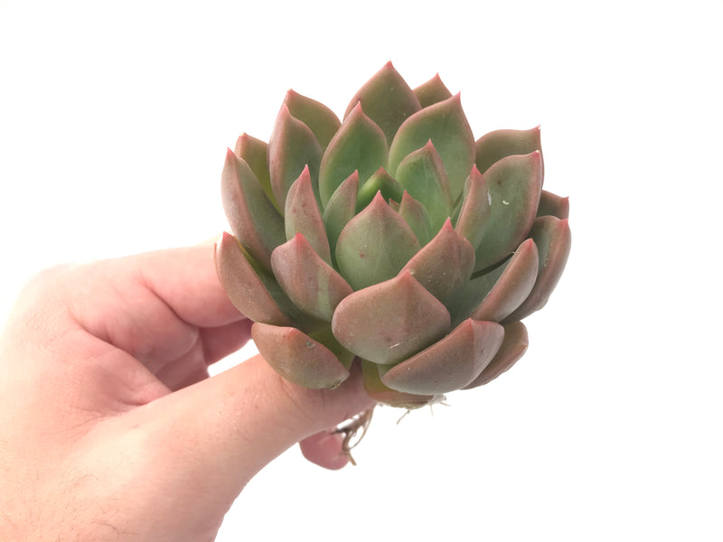 Echeveria Agavoides 'Chimera' 3" Succulent Plant