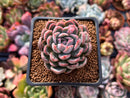 Echeveria sp. 2" Succulent Plant