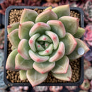 Echeveria Agavoides 'Champaign' 2"-3" Succulent Plant