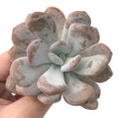 Echeveria 'Amarilli' 2"-3" New Powdery Hybrid Rare Succulent Plant