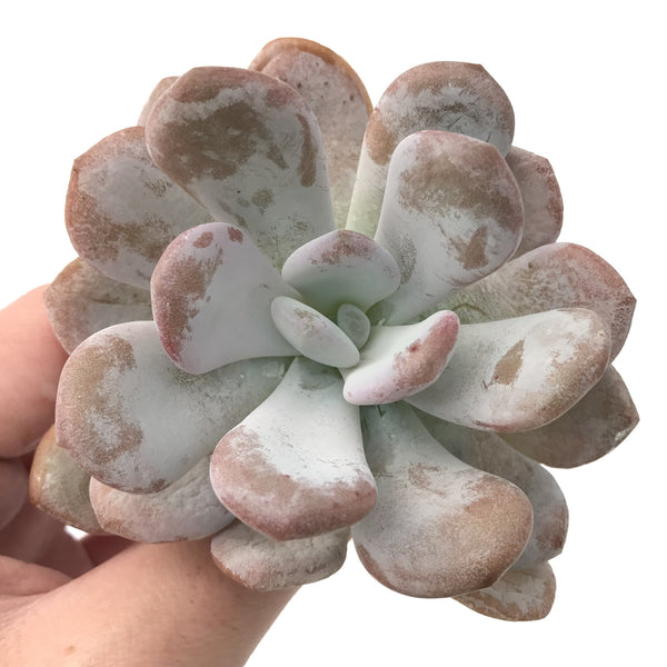 Echeveria 'Amarilli' 2"-3" New Powdery Hybrid Rare Succulent Plant