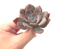 Echeveria 'Missing You' 3" Succulent Plant