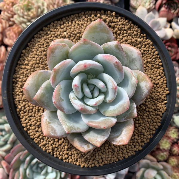 Echeveria 'Ivory' 5" Powdery Succulent Plant