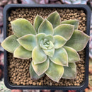 Graptoveria 'Harry Watson' Variegated 4" Succulent Plant