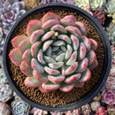 Echeveria 'Yusuke' 5" Succulent Plant