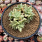 Echeveria 'Citrina' Cluster (With Crested Head) 4" Succulent Plant