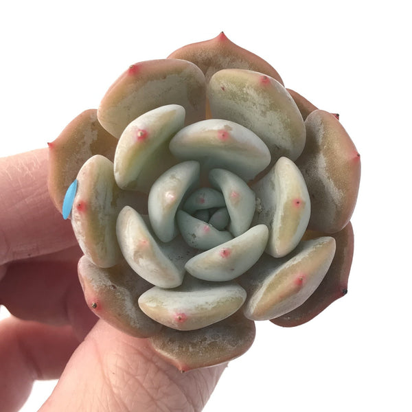 Echeveria 'Lehman' New Hybrid 1"-2" Succulent Plant