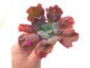 Echeveria 'Linguas' 4" Succulent Plant