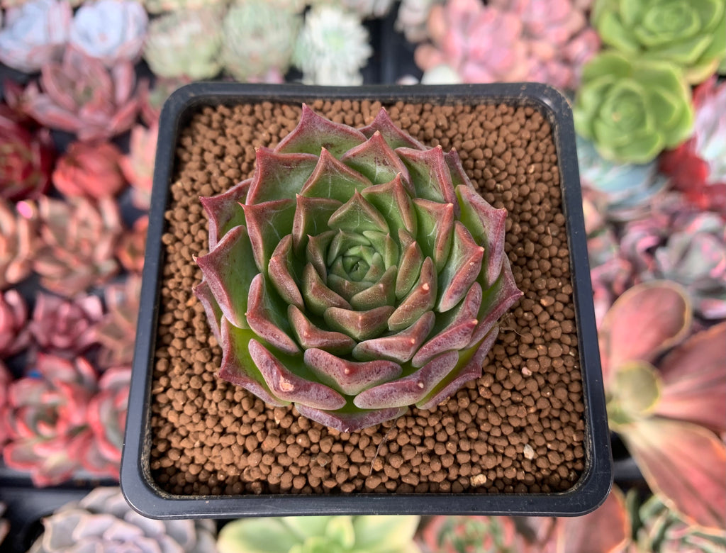 Echeveria 'Shani' 1