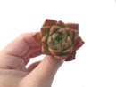 Echeveria Agavoides 'Spicy' 2" Succulent Plant