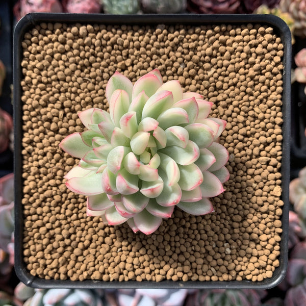 Echeveria 'Mebina' Variegated 2" Succulent Plant