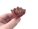 Echeveria 'Hailey' New Hybrid 2" Succulent Plant