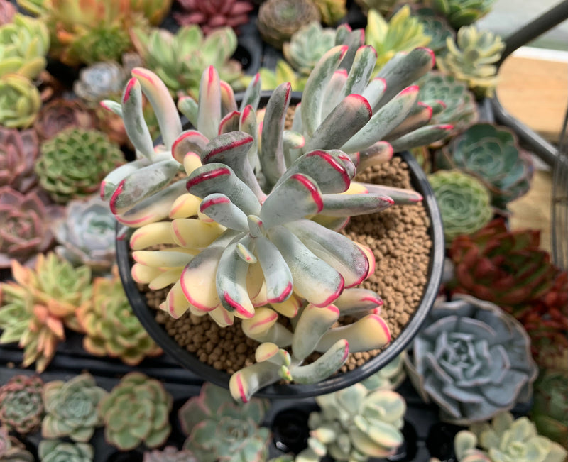 Cotyledon 'Orbiculata' Variegated 6" Very Large Succulent Plant