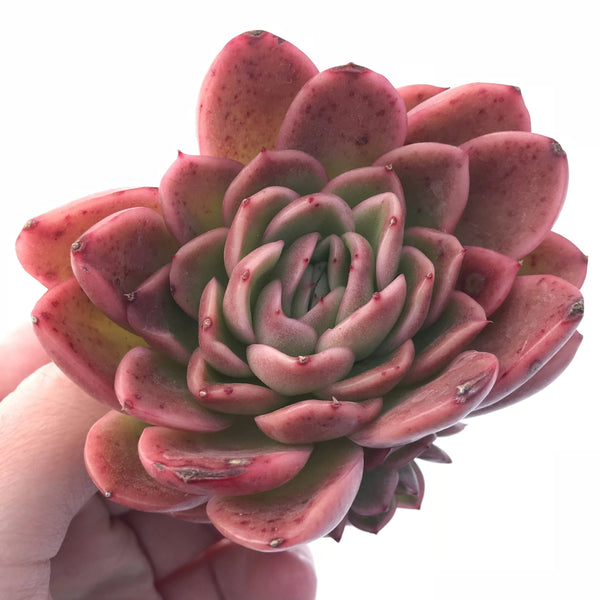 Echeveria Agavoides Raja Cluster 3” Rare Succulent Plant