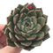 Echeveria Agavoides 'Ebony' x 'Zaragoza' Hybrid 3" Succulent Plant