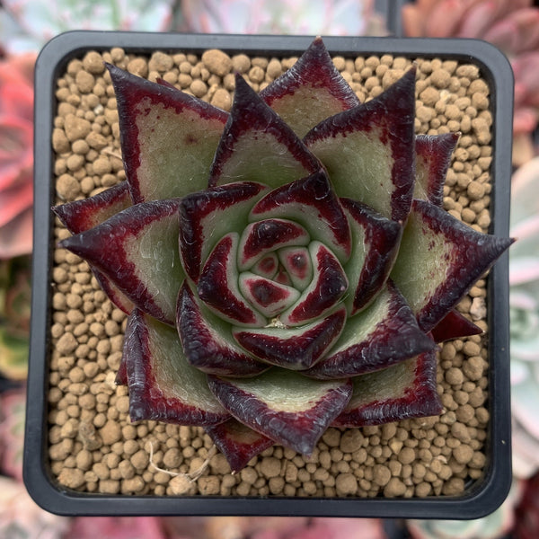 Echeveria Agavoides 'Ebony' Super Clone 3"-4" Succulent Plant