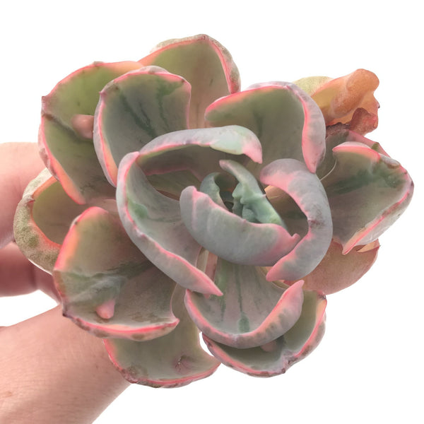 Echeveria 'Hearts Delight' Variegated AKA 'Beyonce Rainbow' 3"-4" Succulent Plant