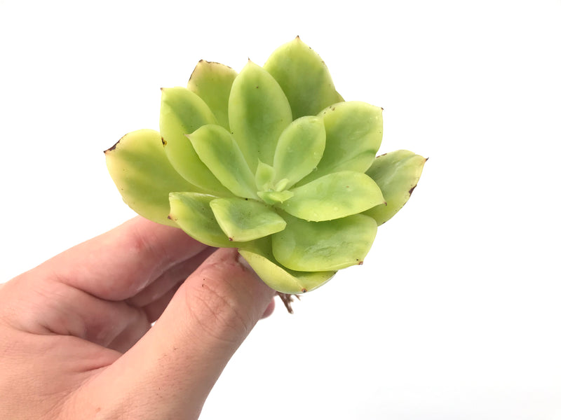 Echeveria 'Golden Glow' Variegated 2"-3" Rare Succulent Plant