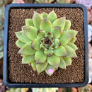 Echeveria Agavoides 'Black Rose' Hybrid 2" Succulent Plant