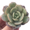 Echeveria 'Soul Mint' 3" Succulent Plant