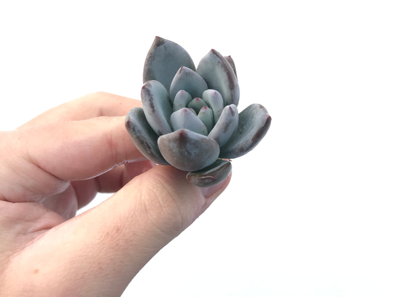 Echeveria 'Ivory' 1"  Powdery Succulent Plant