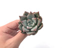 Echeveria 'Colorata' 2"-3" Powdery Succulent Plant