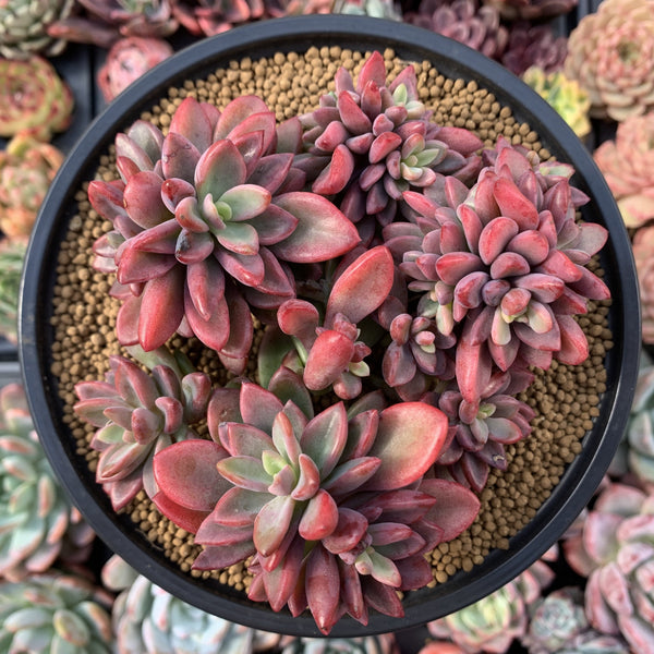 Echeveria 'Rezry' 6" Cluster Succulent Plant