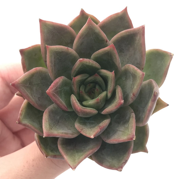 Echeveria sp. 3" Succulent Plant