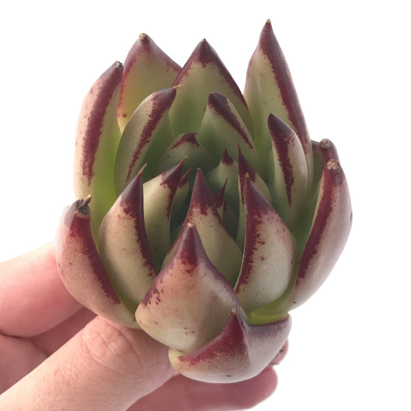 Echeveria Agavoides 'Ebony' Hybrid 3"-4" Succulent Plant