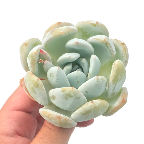 Echeveria 'Ivory' 3" Rare Succulent Plant