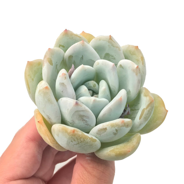 Echeveria 'Ivory' 3" Rare Succulent Plant